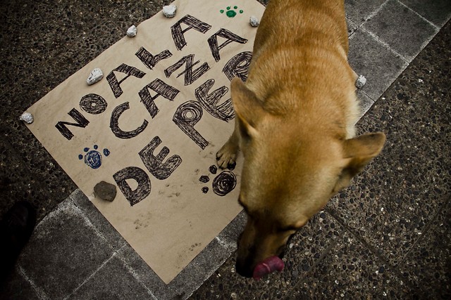 Pueblo italiano multará a los dueños de los perros que ladren durante la siesta