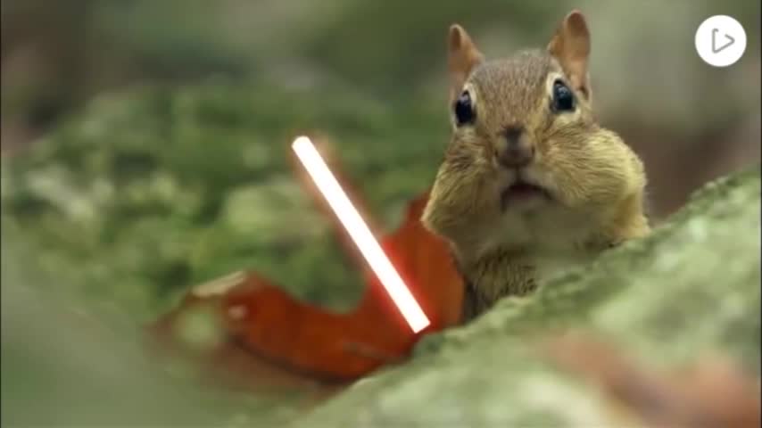 Ardillas Jedi: La fiebre de Star Wars llegó hasta el mundo animal