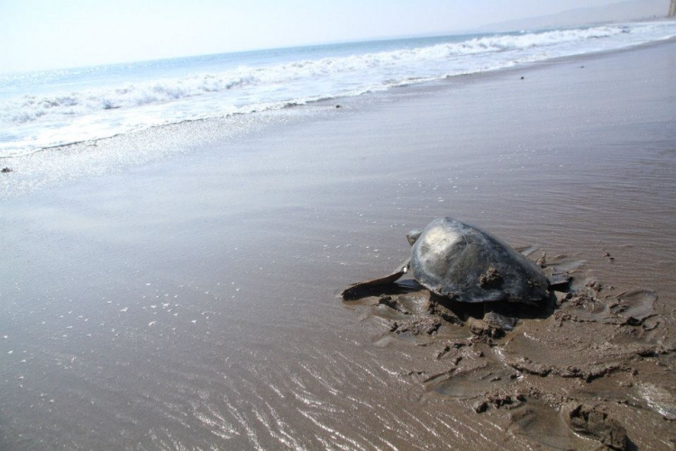 Marcaje satelital de tortugas marinas en Arica