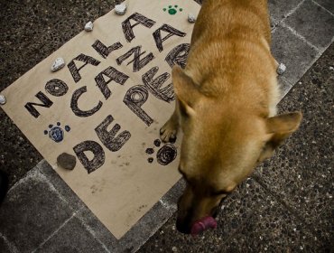 Pueblo italiano multará a los dueños de los perros que ladren durante la siesta