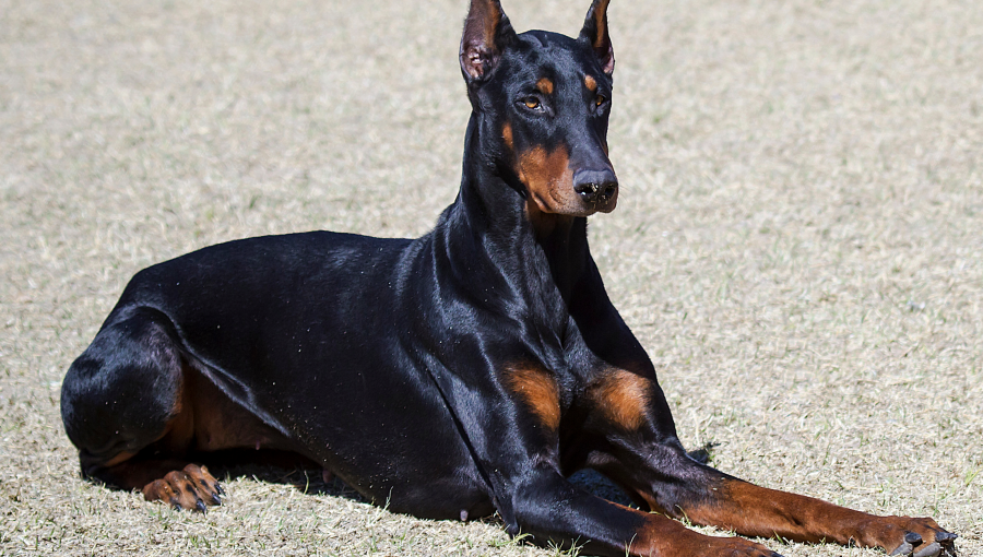 Panamá se unirá a caminata mundial en defensa de razas caninas discriminadas