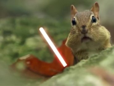 Ardillas Jedi: La fiebre de Star Wars llegó hasta el mundo animal