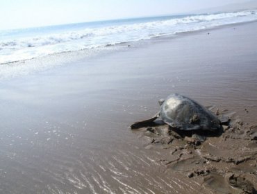 Marcaje satelital de tortugas marinas en Arica