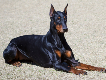 Panamá se unirá a caminata mundial en defensa de razas caninas discriminadas