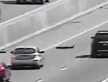 Video: Conductores de una autopista intentan esquivar a una familia de patos