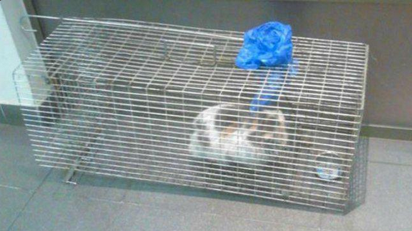 Gatito atrapado en vías del Metro fue rescatado