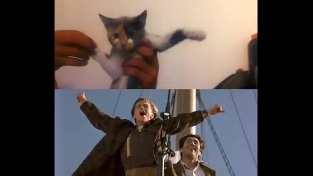 Video: Titanic protagonizada por gatos ya es viral en las redes sociales