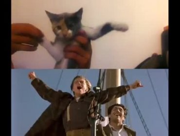 Video: Titanic protagonizada por gatos ya es viral en las redes sociales