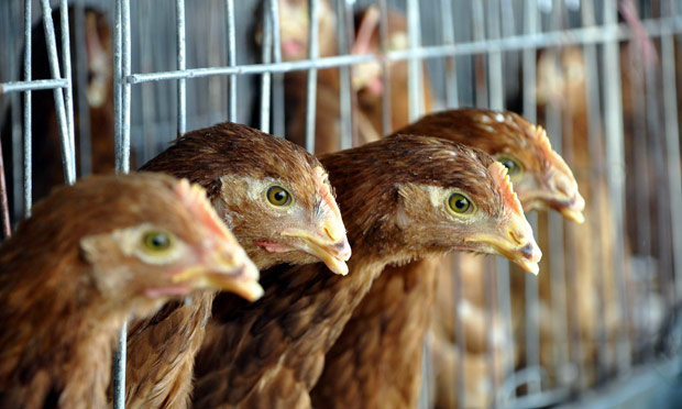 Sacrificadas 10.000 gallinas en Alemania por un brote de gripe aviar H7N7