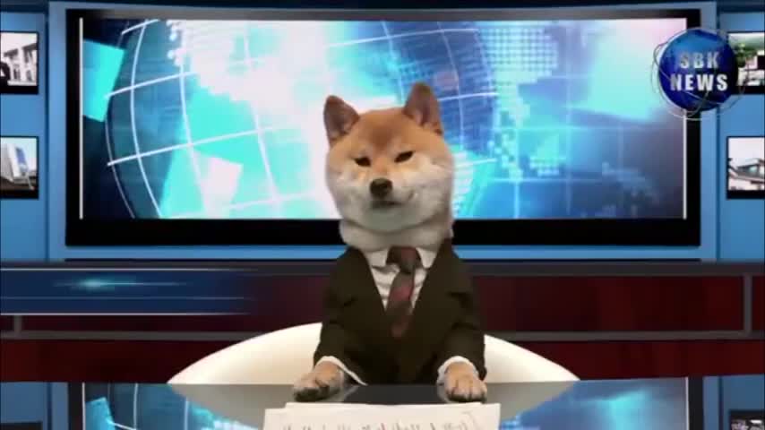 Video: Adorable perro presenta las noticias en Japón