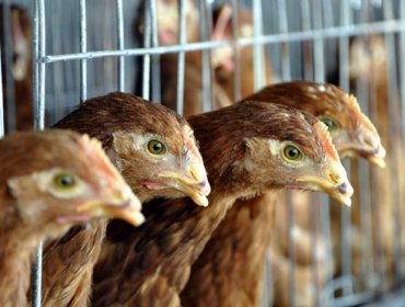 Sacrificadas 10.000 gallinas en Alemania por un brote de gripe aviar H7N7