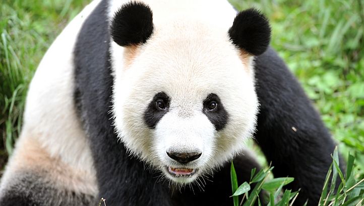 Un panda de Hong Kong se convierte en el más longevo en cautiverio del mundo