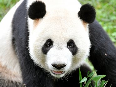 Un panda de Hong Kong se convierte en el más longevo en cautiverio del mundo