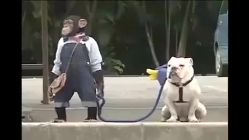 Video: No lo podrás creer en Japón un mono y un perro protagonizan serie de televisión