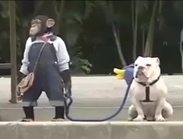 Video: No lo podrás creer en Japón un mono y un perro protagonizan serie de televisión