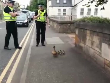 Video: Estos amables policías escoceses escoltan a una familia de patos lejos del transito