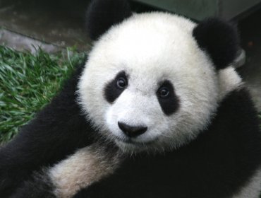 Increíble: Osa panda finge estar embarazada para lograr privilegios del zoo