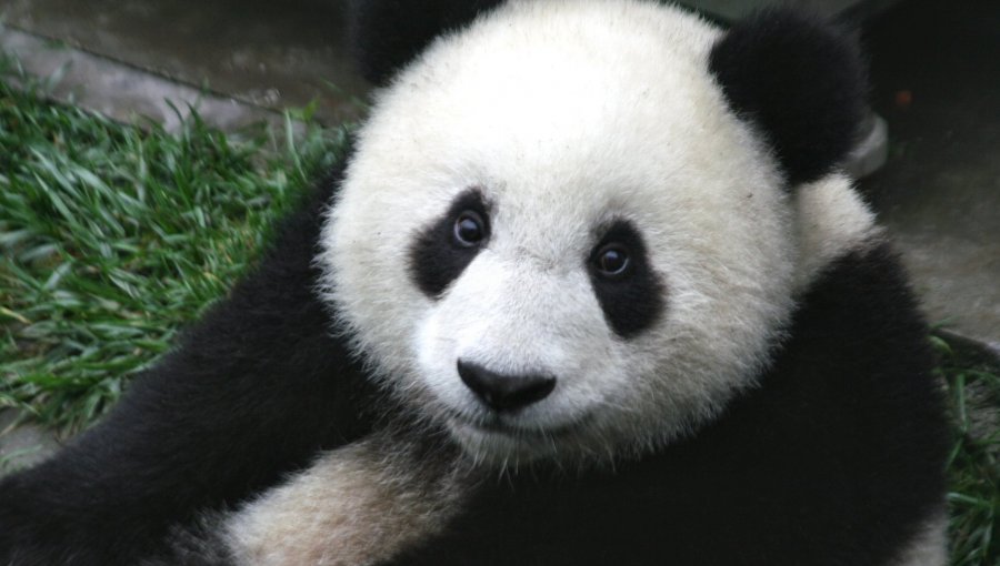 Increíble: Osa panda finge estar embarazada para lograr privilegios del zoo