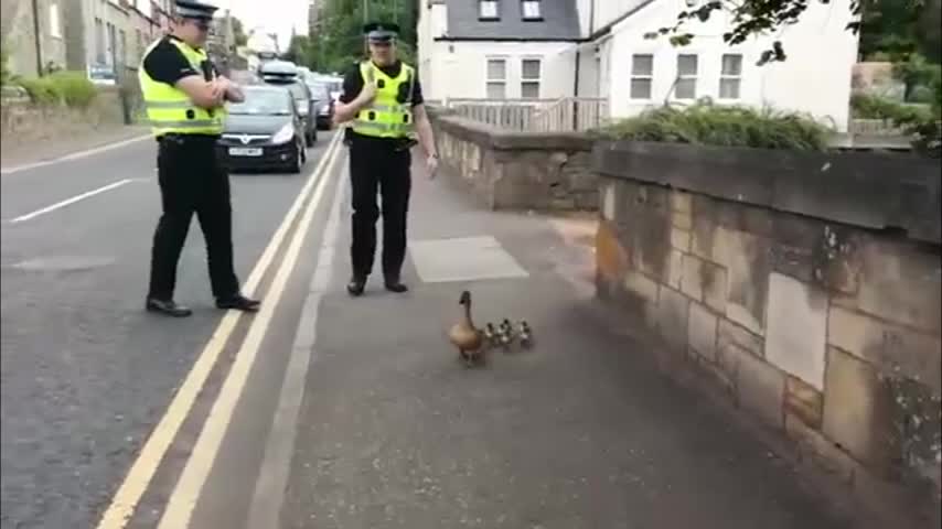 Video: Estos amables policías escoceses escoltan a una familia de patos lejos del transito