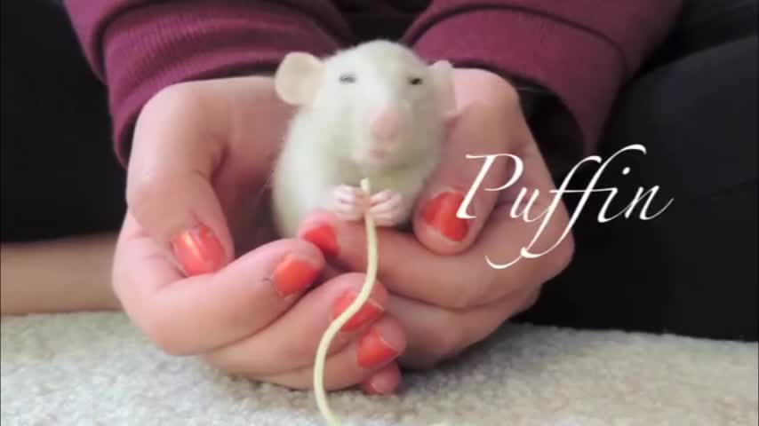 Video: Estos podrían ser los ratones más inteligentes del mundo