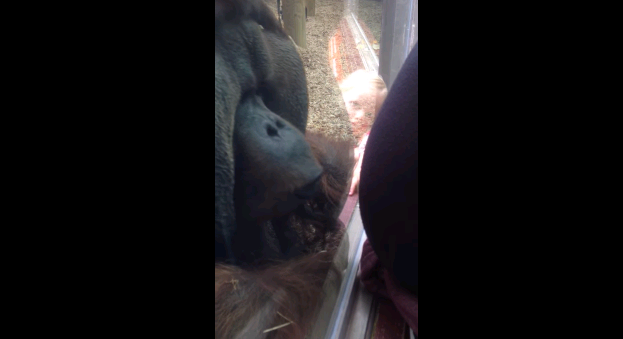 Video: El tierno gesto de este orangután con mujer embarazada