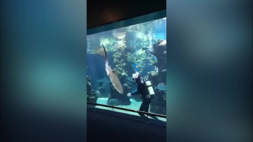 Video: El tiburón más dócil del mundo adora las caricias de este buzo