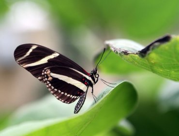 Las mariposas pueden tener la solución a una crisis energética en un futuro