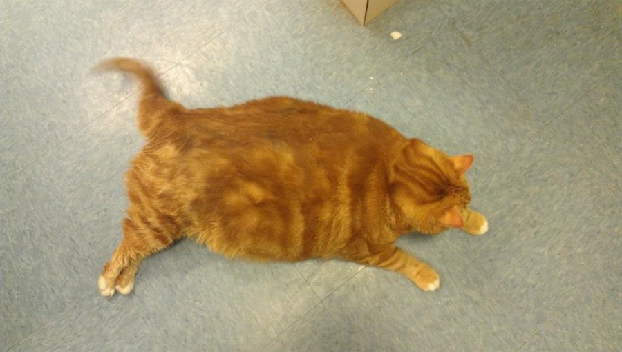 “Skinny”, el gato obeso que logró bajar diez kilos