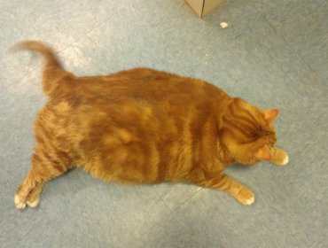 “Skinny”, el gato obeso que logró bajar diez kilos