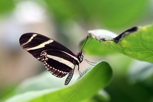 Las mariposas pueden tener la solución a una crisis energética en un futuro