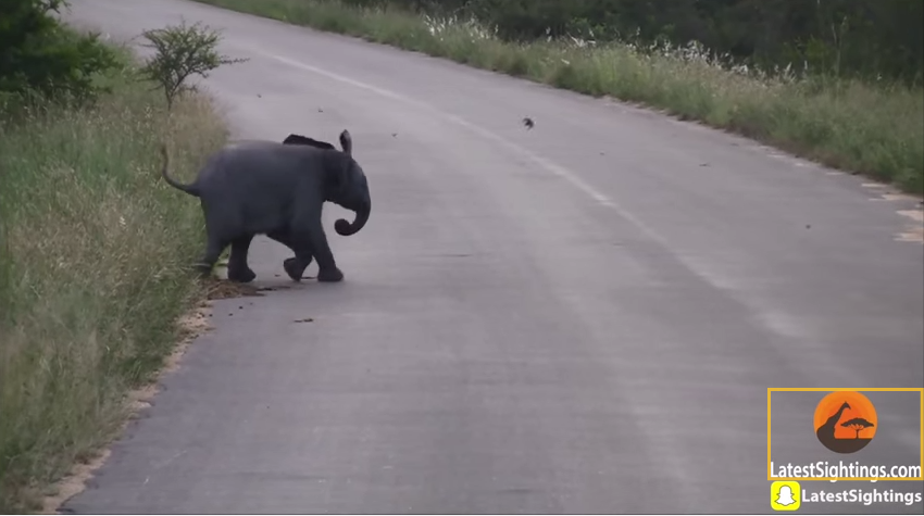 Video: Tierno elefantito enloquece en redes sociales jugando con pájaros