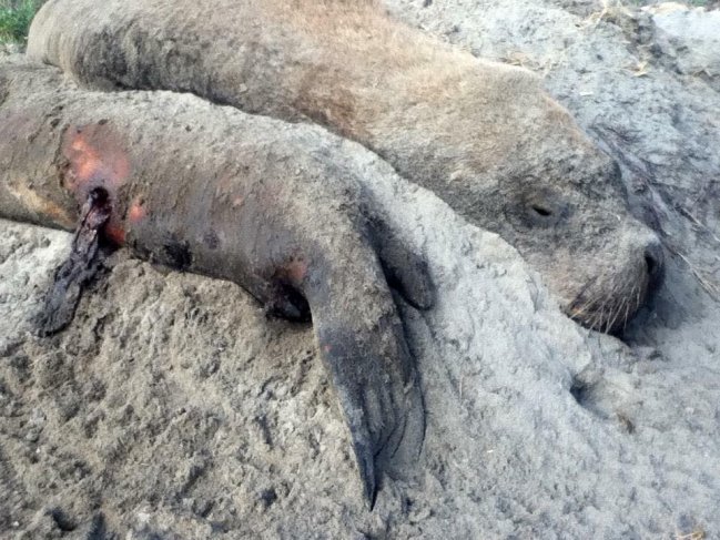 Sin corazón: Denuncian matanza de lobos marinos en Coquimbo