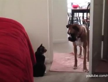 Video: Complicación de perros que enfrentan su más grande miedo, los gatos