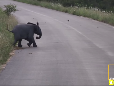 Video: Tierno elefantito enloquece en redes sociales jugando con pájaros