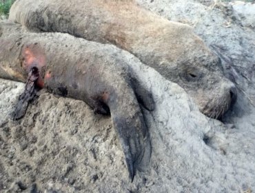 Sin corazón: Denuncian matanza de lobos marinos en Coquimbo