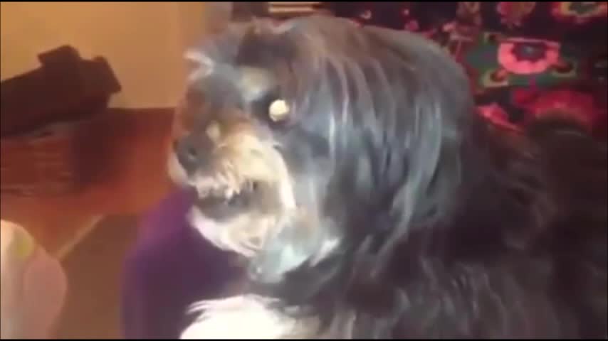 Video: El perro “madridista” que se enoja cuando le nombran a Messi y Busquets