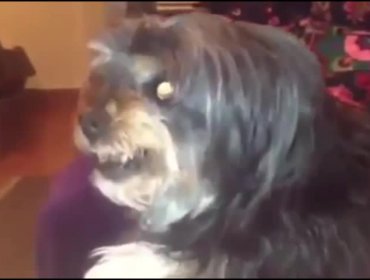 Video: El perro “madridista” que se enoja cuando le nombran a Messi y Busquets