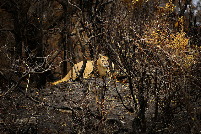 Suprema condena a israelí a pagar indemnización por incendio en Torres del Paine