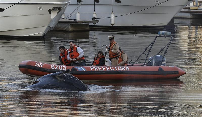 Ballena varada en Buenos Aires es guiada hacia aguas abiertas