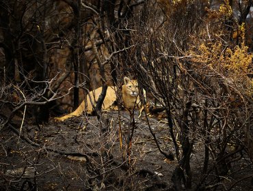 Suprema condena a israelí a pagar indemnización por incendio en Torres del Paine