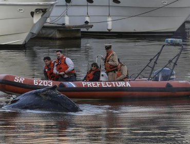 Ballena varada en Buenos Aires es guiada hacia aguas abiertas