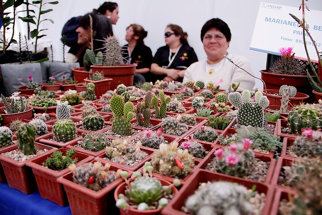 Red de emprendimiento femenino más grande del continente se constituye en Chile