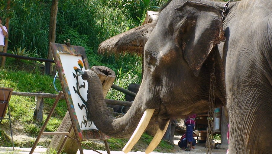 La pintura, entre las nuevas destrezas de los elefantes en Tailandia