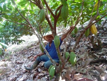 El cacao, un antídoto contra los cultivos ilícitos en Colombia