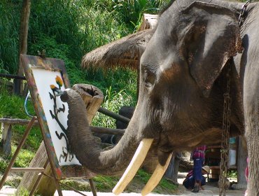 La pintura, entre las nuevas destrezas de los elefantes en Tailandia