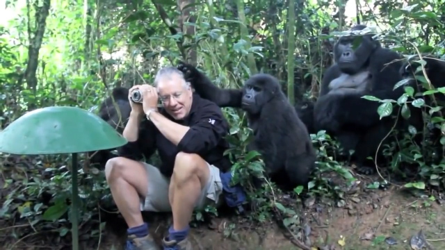 Video: Mira cómo reacciona esta familia de gorilas frente a un turista