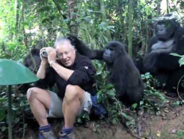 Video: Mira cómo reacciona esta familia de gorilas frente a un turista