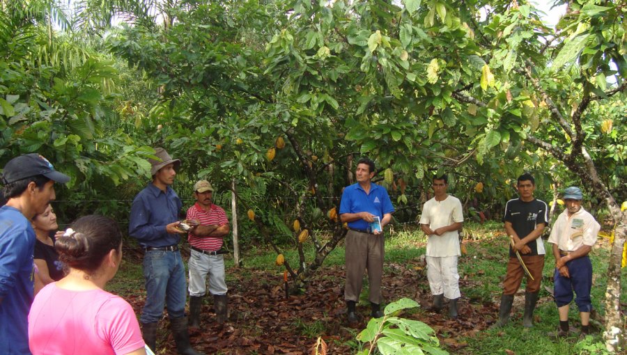 El apetito por el chocolate consume la Amazonía