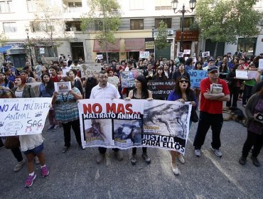 Animalistas anuncian protestas por proyecto sobre jineteadas patagónicas