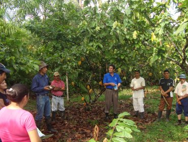 El apetito por el chocolate consume la Amazonía